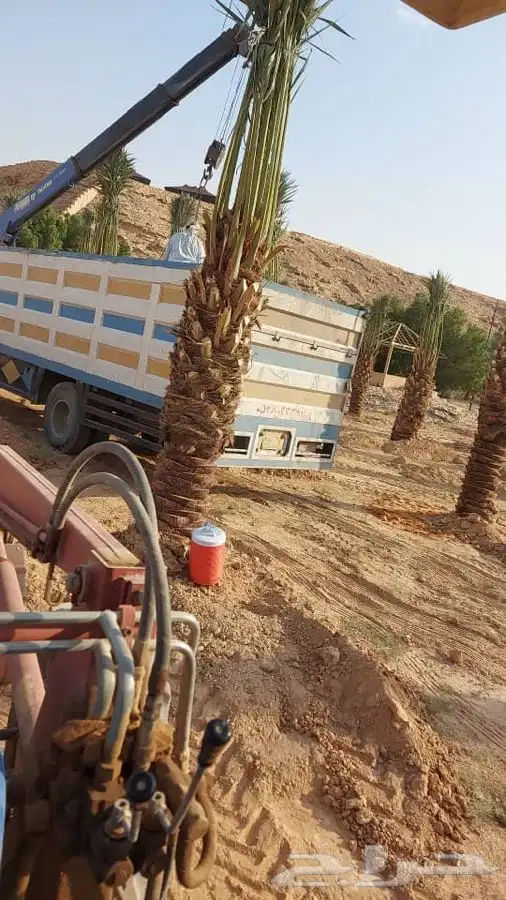 نخيل ( فسايل   نقايل   جثايث ) نخل عربي 12