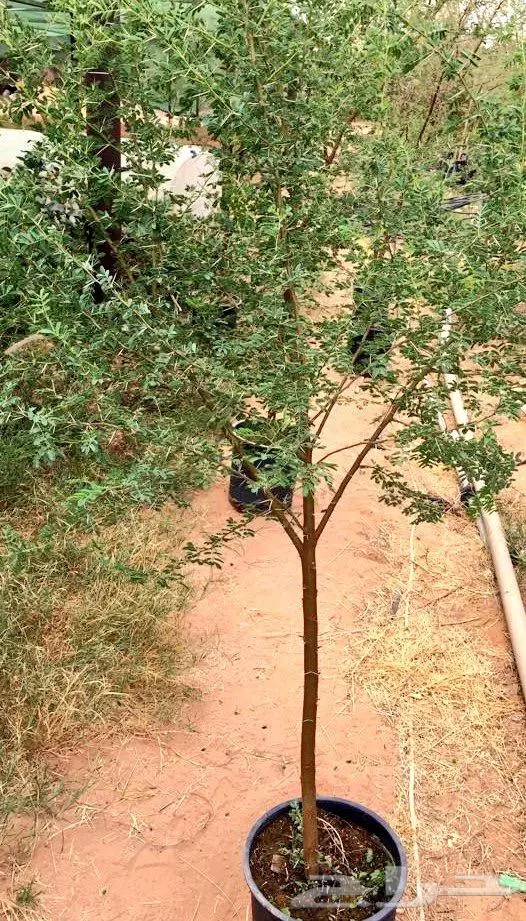 اشجار برية ( طلح سدر بركنسونيا سمر زيتون) 4