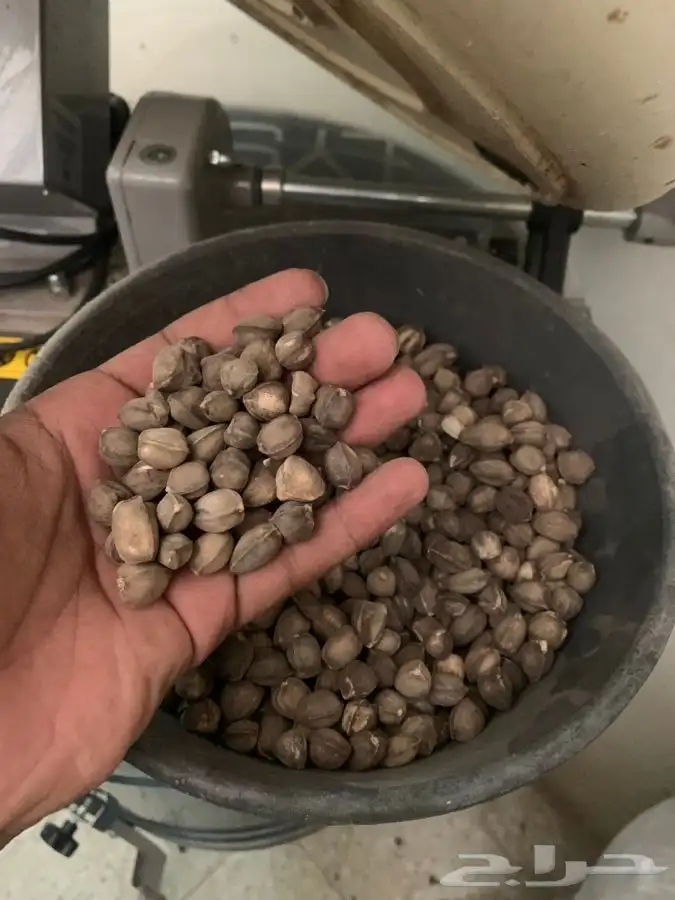 بذور البان العربي اليسر 0