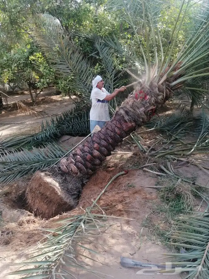 نخيل ( فسايل   نقايل   جثايث ) نخل عربي 7