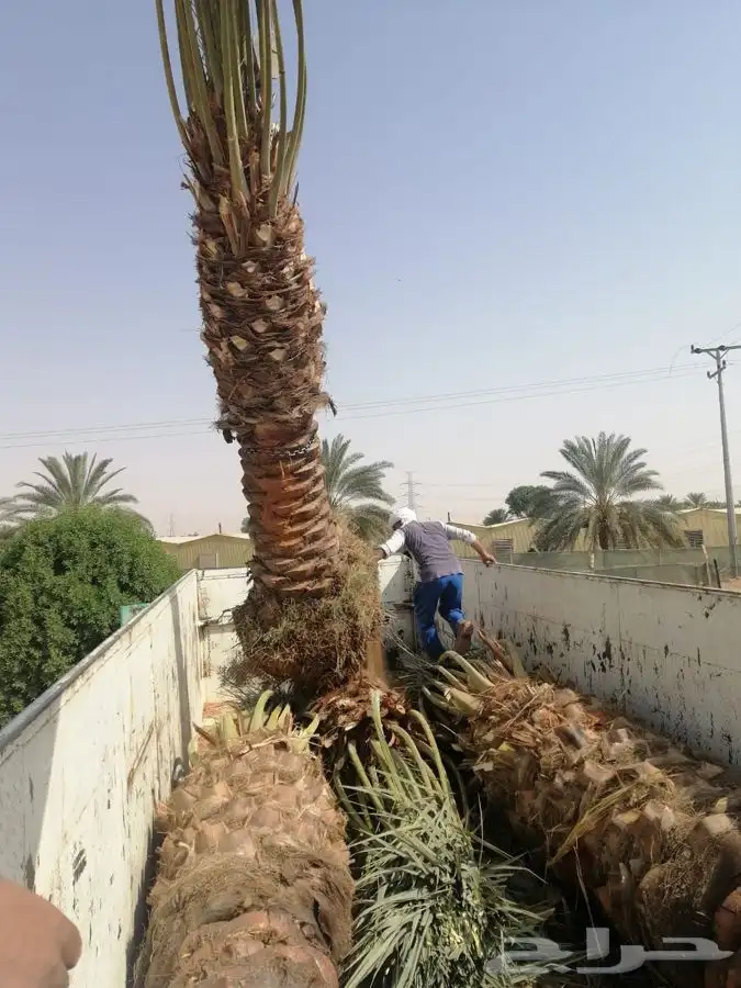 نخيل ( فسايل   نقايل   جثايث ) نخل عربي 14