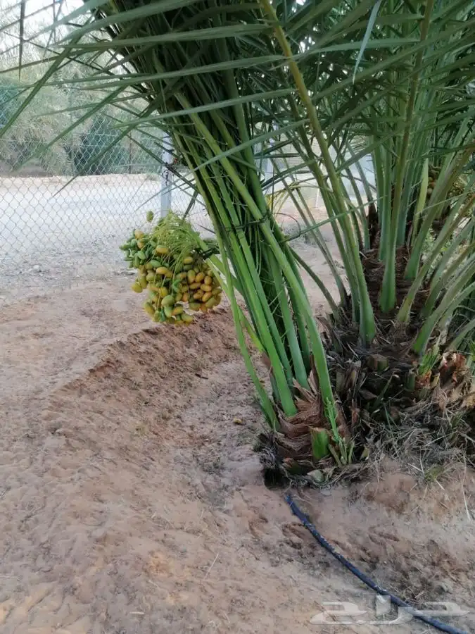 نخيل ( فسايل   نقايل   جثايث ) نخل عربي 6