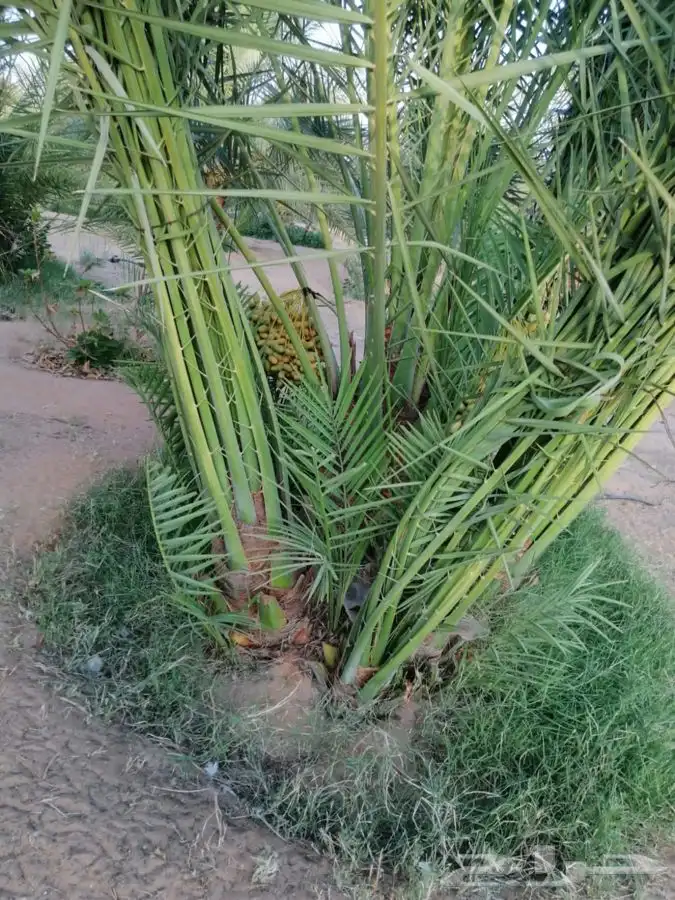 نخيل ( فسايل   نقايل   جثايث ) نخل عربي 2