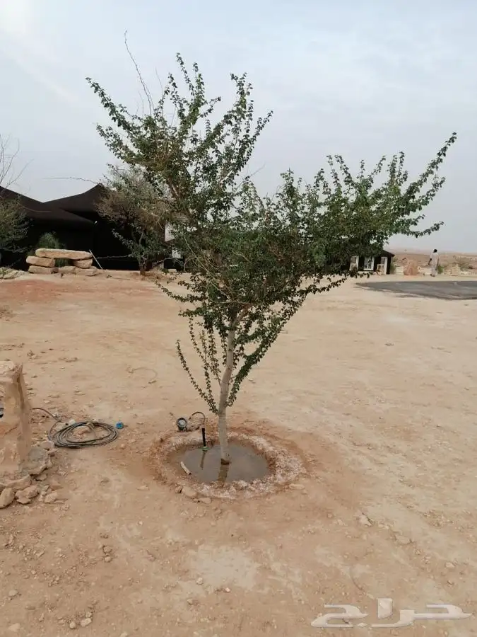 نخيل ( فسايل   نقايل   جثايث ) نخل عربي 9