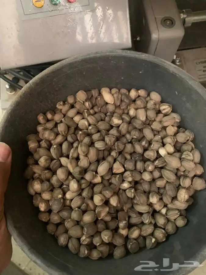 بذور البان العربي اليسر 1