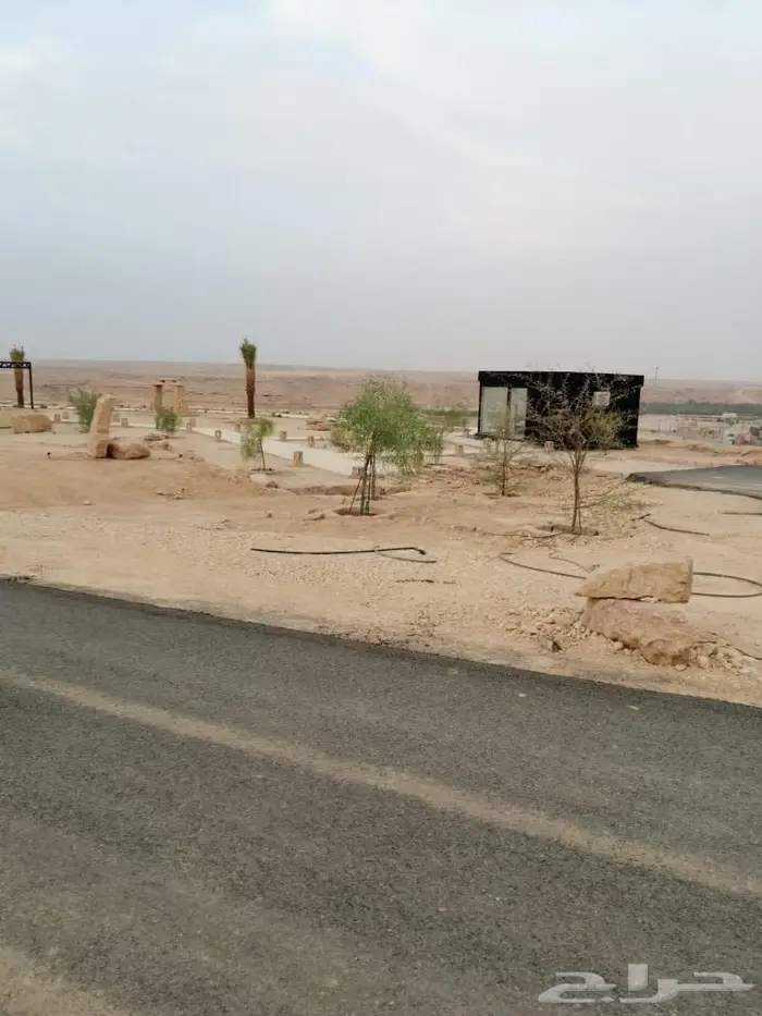 اشجار برية ( طلح سدر بركنسونيا سمر زيتون) 0