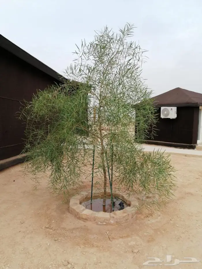 اشجار برية ( طلح سدر بركنسونيا سمر زيتون) 10