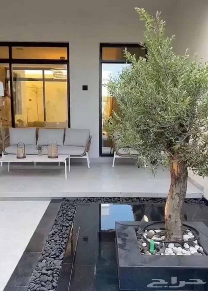 اشجار برية ( طلح سدر بركنسونيا سمر زيتون) 2