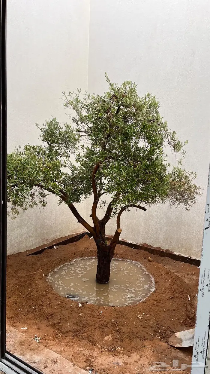 اشجار برية ( طلح سدر بركنسونيا سمر زيتون) 7