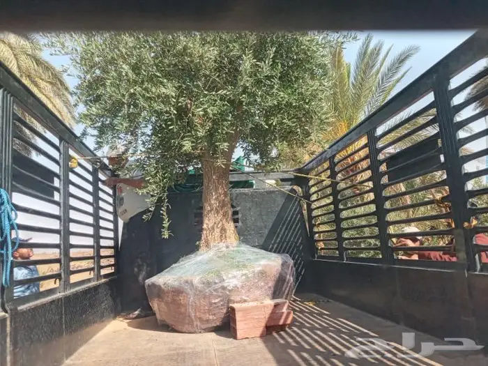 اشجار برية ( طلح سدر بركنسونيا سمر زيتون) 1