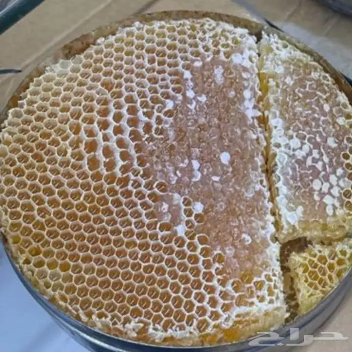 شمع عسل السدر الحضرمي 3