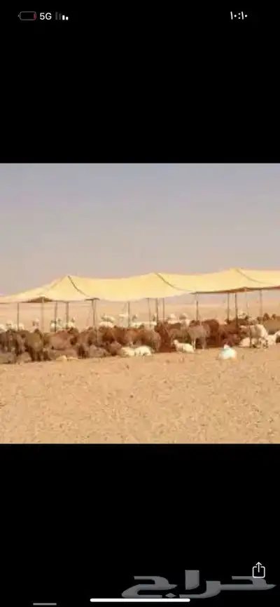 شراعات ما وا مضلات حلال 5