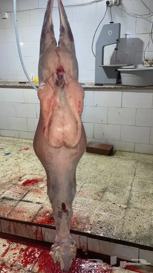 ذبايح وطليان حريه وباسعار جدامناسبه توصلك بيتك نضمن ذبيحتك 5