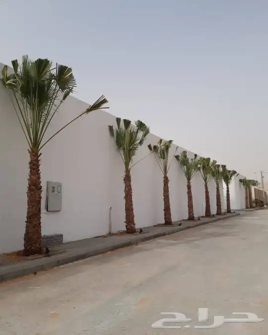 تركيب الثيل الطبيعي C2000 الدرجة الأولى 14