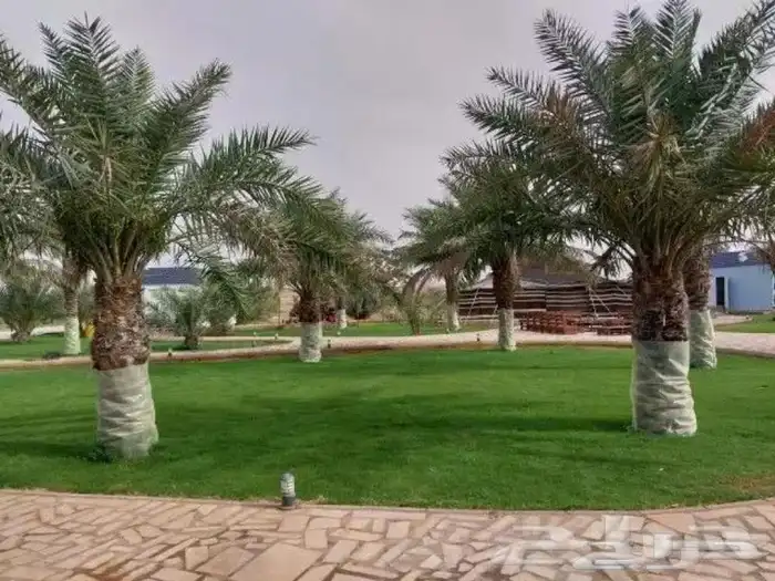 تركيب الثيل الطبيعي C2000 الدرجة الأولى 6