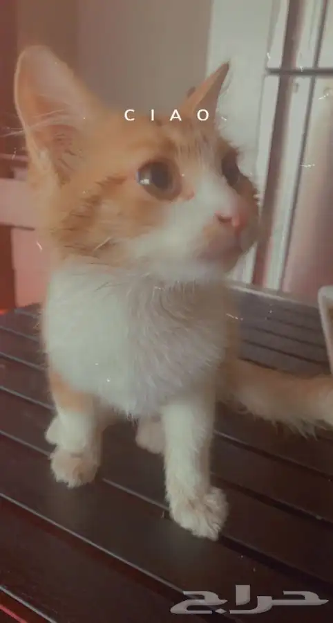 فندقة وتزاوج قطط الرياض 4