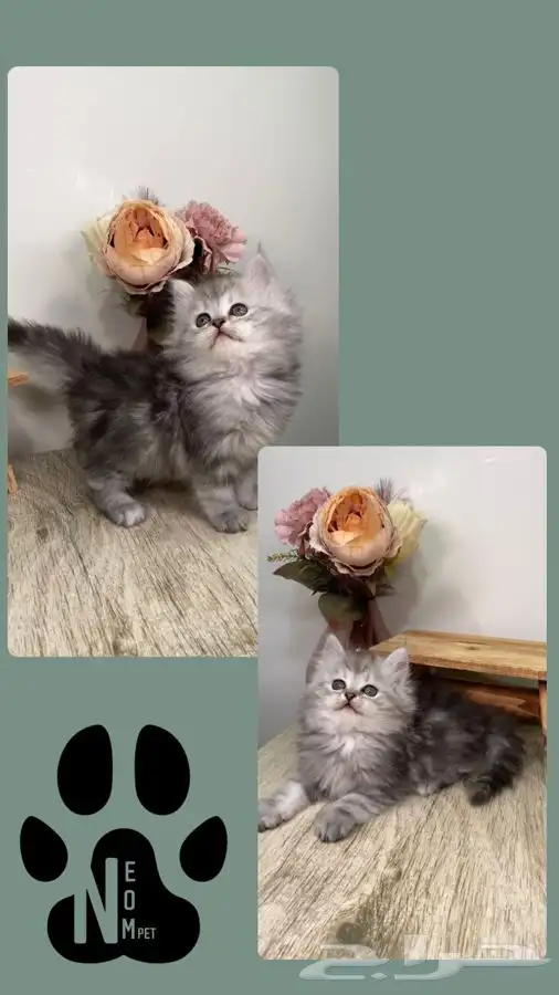 سكوتش فولد لونق هير هملايا هاف بيكي بيرشن كاليكو شيرازي قطه 6