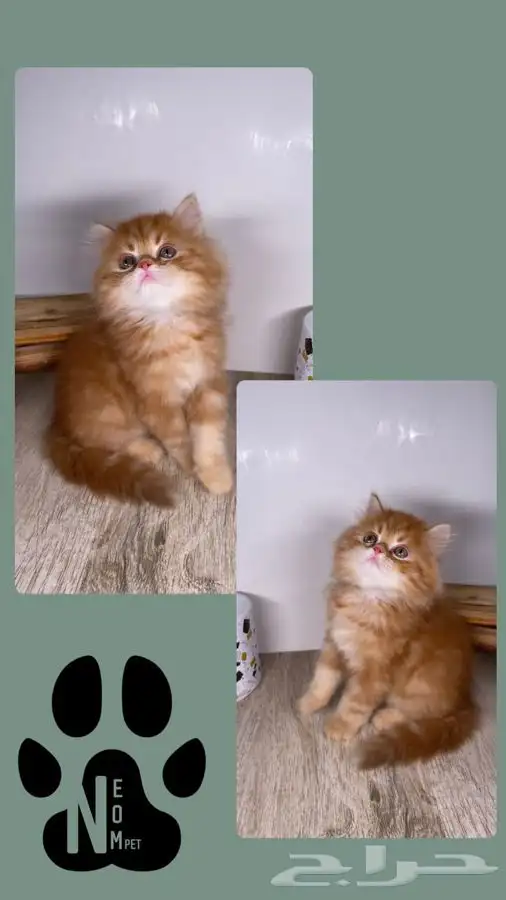 سكوتش فولد لونق هير هملايا هاف بيكي بيرشن كاليكو شيرازي قطه 8