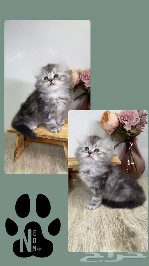 سكوتش فولد لونق هير هملايا هاف بيكي بيرشن كاليكو شيرازي قطه 7