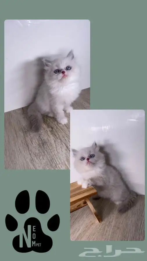 سكوتش فولد لونق هير هملايا هاف بيكي بيرشن كاليكو شيرازي قطه 2