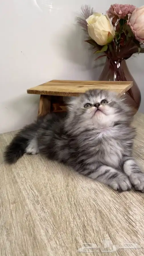 سكوتش فولد لونق هير هملايا هاف بيكي بيرشن كاليكو شيرازي قطه 0