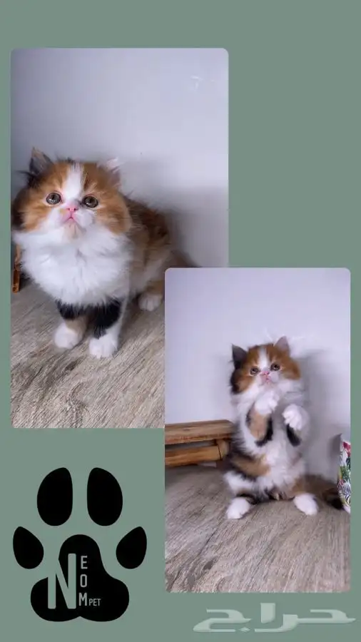 سكوتش فولد لونق هير هملايا هاف بيكي بيرشن كاليكو شيرازي قطه 3