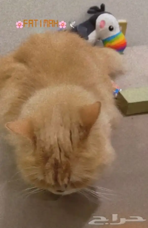 فندقة وتزاوج قطط الرياض 5