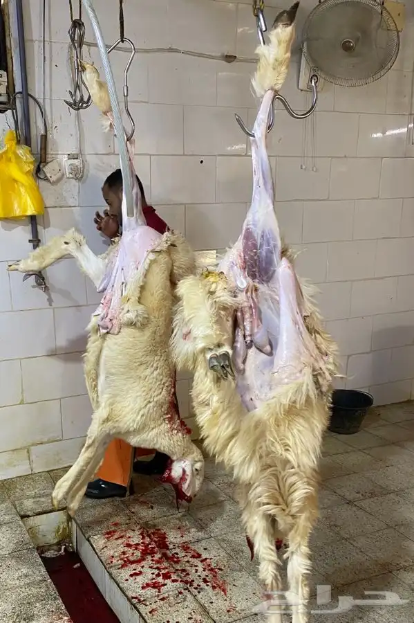 ذبايح طليان حري ذبح توصيل لباب المزل نضمن الجودة 4