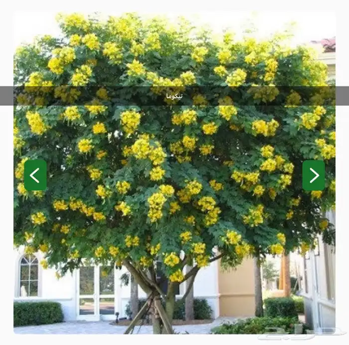 عرض الموسم كل 1000 بذره ب40 ريال 1