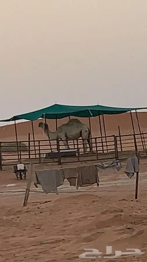 مظلات الغنام ولا الابل 13