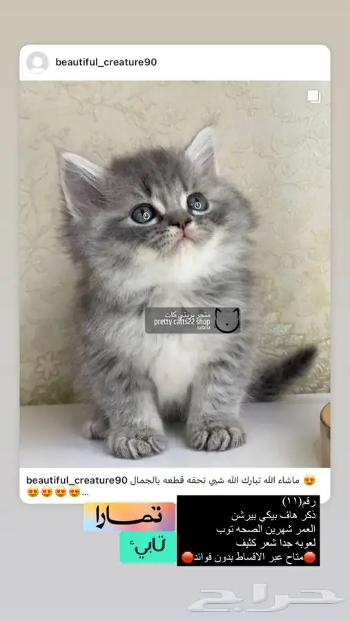 شيرازي هملايا بيكي فيس سكوتش بيرشن كيتن قطوه قطه قطط قطو بس 11