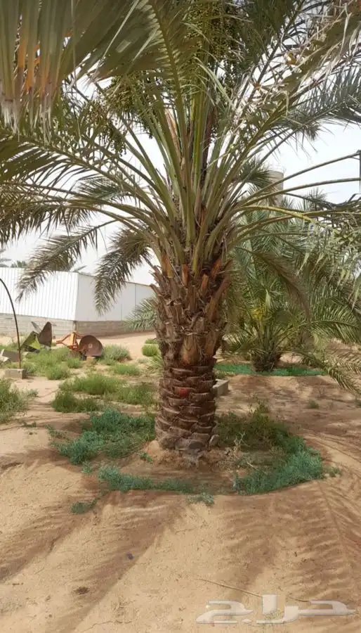شتلات مجدول وحقايق اخلاص ونوايع 4
