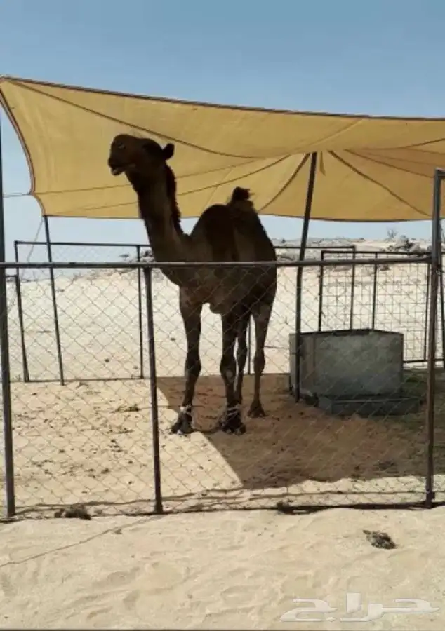 مظلات الغنام ولا الابل 4