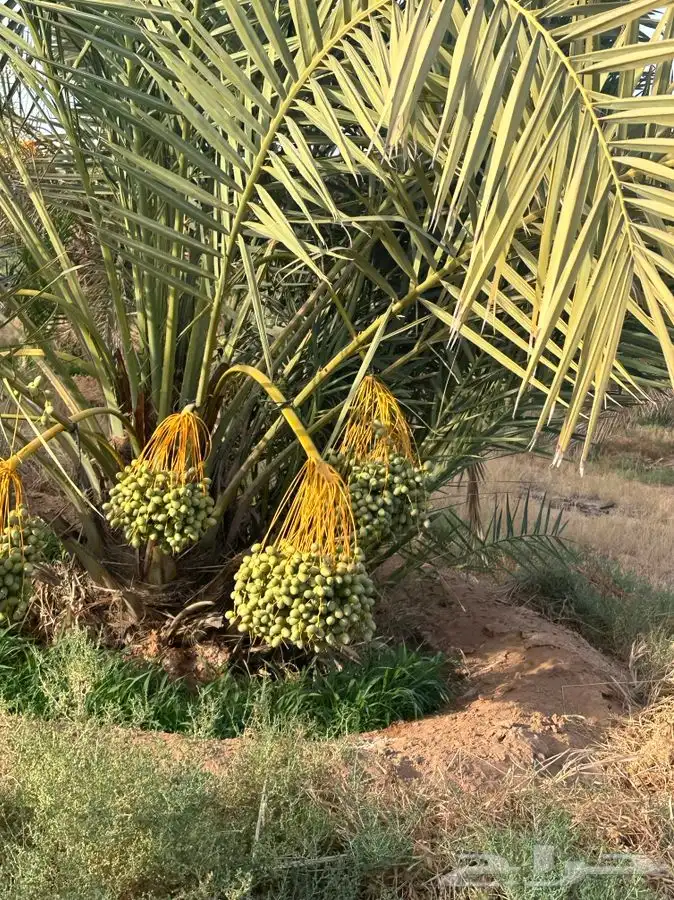 شتلات مجدول وحقايق اخلاص ونوايع 0