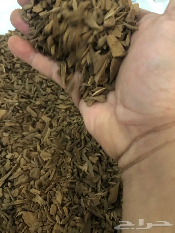 عود موروكي اصقون طبيعي 2