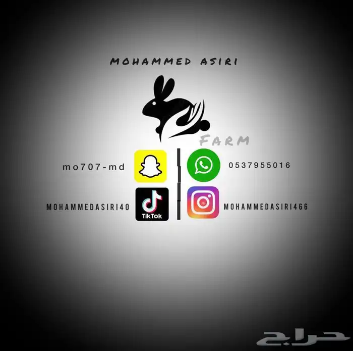 عرضين ارانب الشنشيلا العملاق (تم البيع) 6