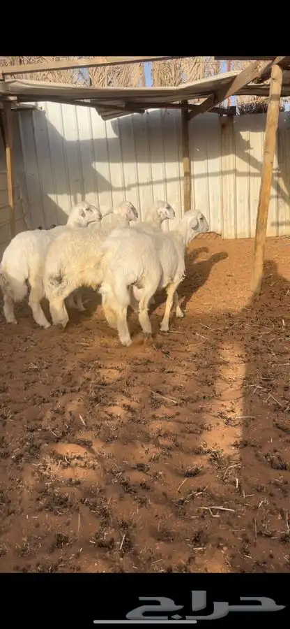 ذبايح حري ونعم جبره تمايم 6