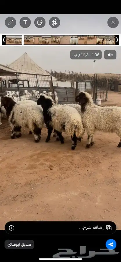 ذبايح حري ونعم جبره تمايم 3