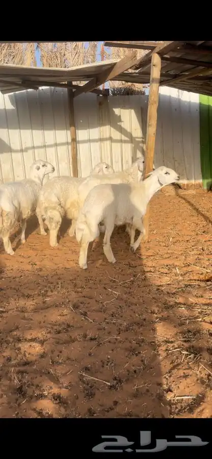 ذبايح حري ونعم جبره تمايم 7