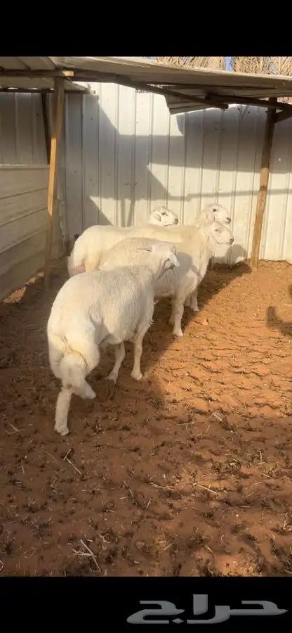 ذبايح حري ونعم جبره تمايم 5