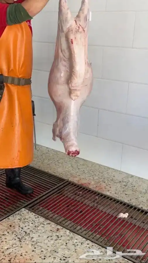 ذبايح ابو حسن نفر جميع الطلب والجوده 2
