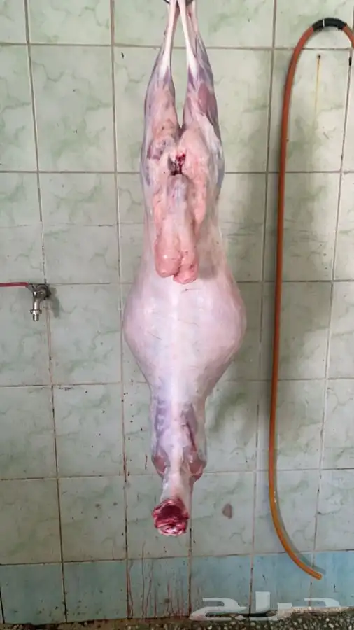 ذبايح طليان حريه للامانه شي طيب نظيف بأسعار مناسبه جرب وقيم 5