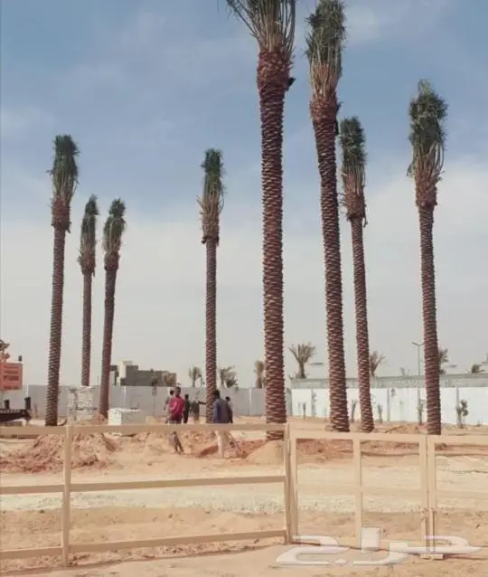 زراعه جميع انواع النخيل العربي والواشنطني 1