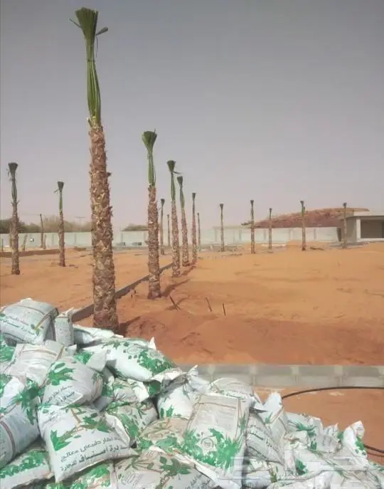 زراعه جميع انواع النخيل العربي والواشنطني 2