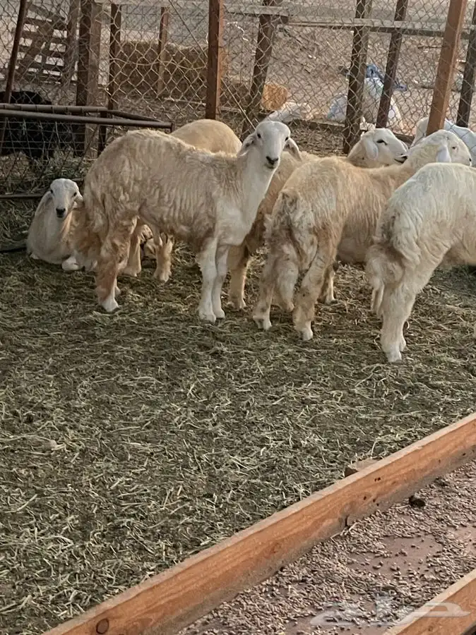 ذبايح طليان حريه للامانه شي طيب نظيف بأسعار مناسبه جرب وقيم 10