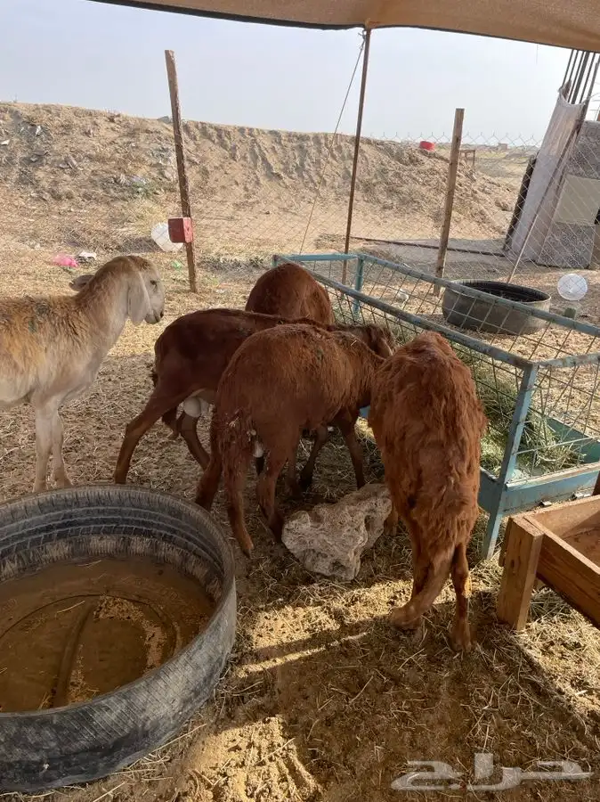 طليان حريه سواكن تربيه نظيفه من كل شيء شامل الذبح والتوصيل 1