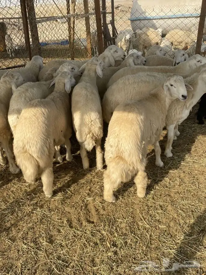 طليان حريه سواكن تربيه نظيفه من كل شيء شامل الذبح والتوصيل 9