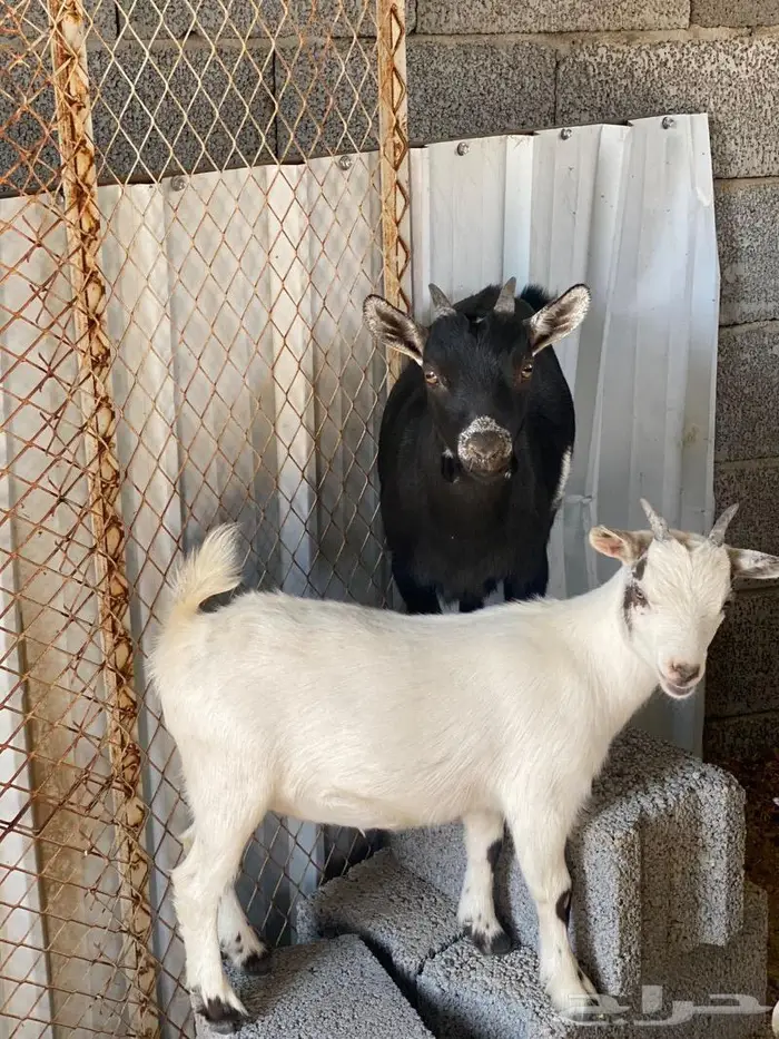 امهات الماعز القزم مقاريع ودفيع على فحل ابيض معزاء منتجه 24