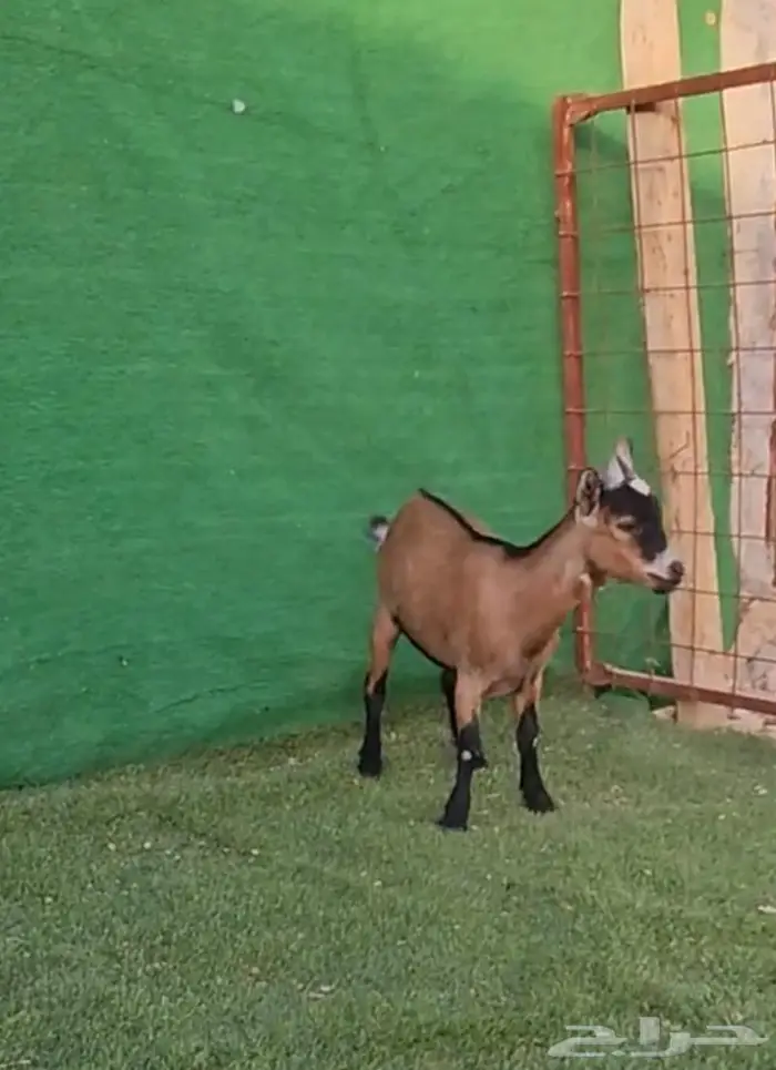 امهات الماعز القزم مقاريع ودفيع على فحل ابيض معزاء منتجه 18