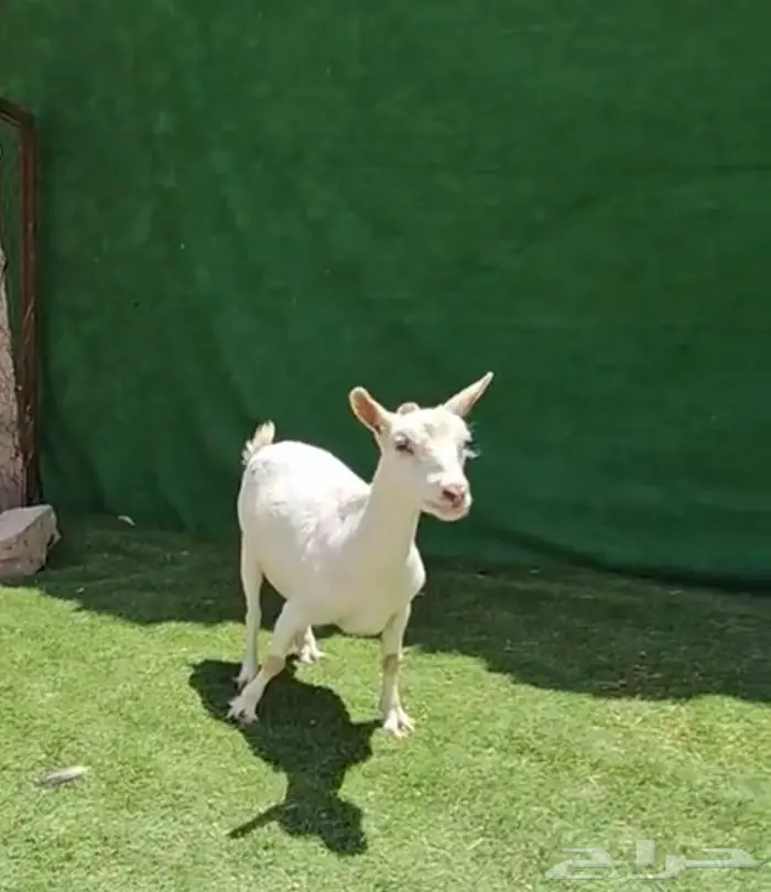 امهات الماعز القزم مقاريع ودفيع على فحل ابيض معزاء منتجه 6